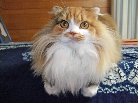 価格 Com 自慢のペット 猫 スコティッシュフォールドロングヘアー エレナちゃんの写真
