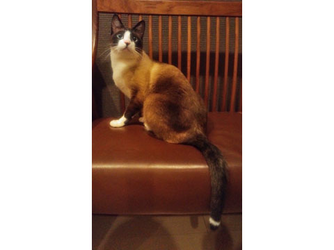 価格.com - 猫 スノーシュー うちの子自慢 ちまきくんの写真