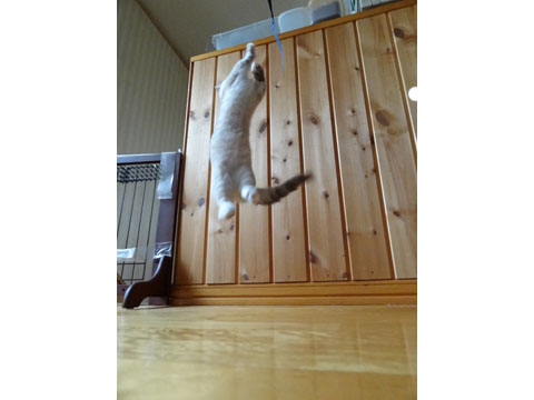 価格.com - 猫 マンチカン うちの子自慢 ゆずちゃんの写真
