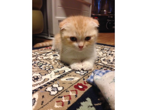 価格 Com 自慢のペット 猫 スコティッシュフォールド 三郎くん さぶちゃん の写真