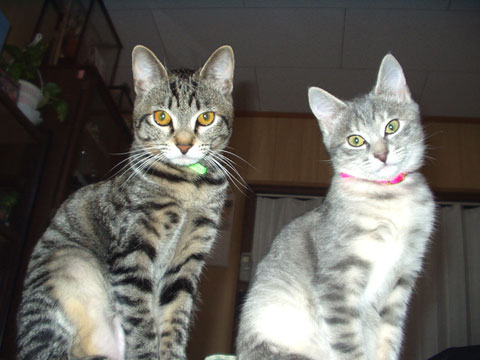 価格 Com 自慢のペット 猫 ミルちゃん サラちゃんの写真