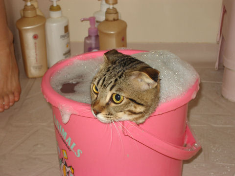 価格.com - 猫 スコティッシュフォールド うちの子自慢 ニックくんの写真