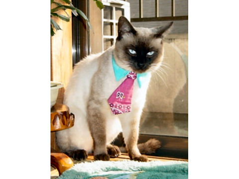 価格.com - 猫 トンキニーズ うちの子自慢 トトくんの写真