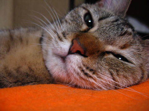 価格 Com 自慢のペット 猫 ミックス 猫 にゃーにゃーちゃんの写真