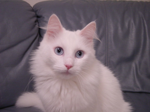 価格 Com 猫 ターキッシュアンゴラ うちの子自慢 ダイアナちゃんの写真