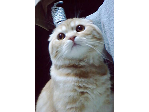 価格.com - 猫 スコティッシュフォールド うちの子自慢 バンくんの写真
