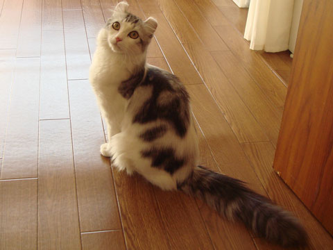 価格.com - 猫 アメリカンカール うちの子自慢 牡丹（ぼたん）ちゃんの写真