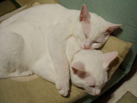 価格.com - 猫 ミックス（猫） うちの子自慢 小太郎くん＆小次郎くんの写真