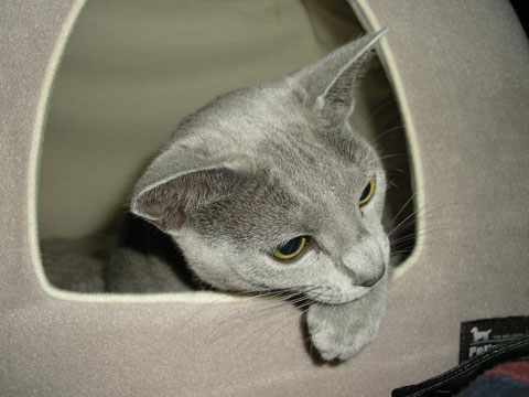 価格 Com 猫 ロシアンブルー うちの子自慢 ソフィーちゃんの写真