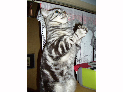 価格.com - 猫 アメリカンショートヘア うちの子自慢 ちびくんの写真
