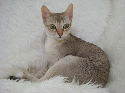 価格 Com 猫 シンガプーラ うちの子自慢 ｒ アール ちゃんの写真
