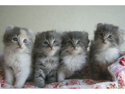 価格.com - 猫 アメリカンカール うちの子自慢 湖波の子猫たちの写真