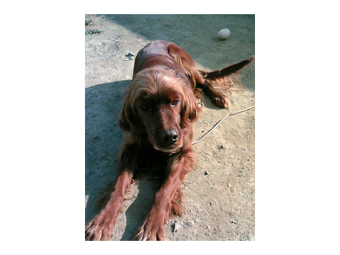 価格 Com 犬 アイリッシュ セター うちの子自慢 モーミンちゃんの写真