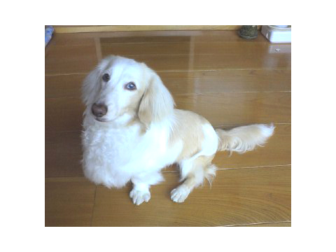 価格 Com 自慢のペット 犬 ダックスフンド ミニチュア レオくんの写真