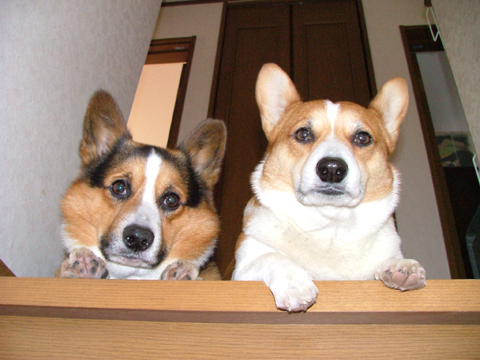 価格 Com 犬 ウェルシュ コーギー ペンブローク うちの子自慢 幸ちゃん 福ちゃんの写真