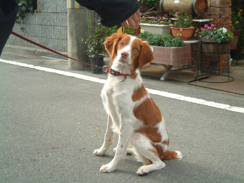 価格 Com 犬 ブリタニー スパニエル うちの子自慢 Sakura さくら ちゃんの写真
