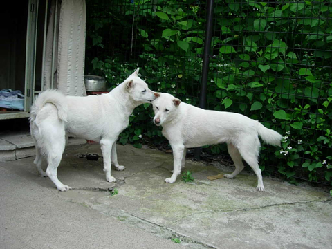 価格 Com 犬 紀州 うちの子自慢 ハナちゃん マメちゃんの写真