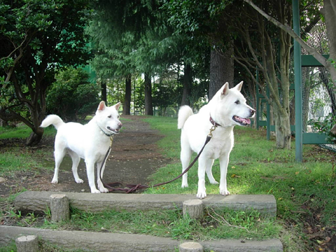 価格 Com 自慢のペット 犬 紀州 ハナちゃん マメちゃんの写真