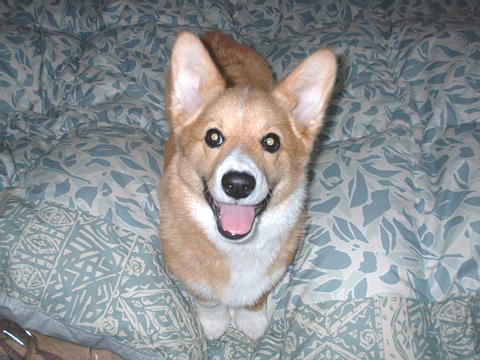 価格 Com 犬 ウェルシュ コーギー ペンブローク うちの子自慢 モモちゃんの写真