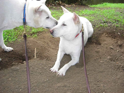 価格 Com 犬 紀州 うちの子自慢 ハナちゃん マメちゃんの写真