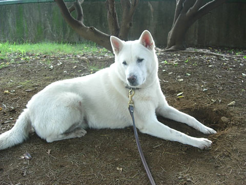 価格 Com 犬 紀州 うちの子自慢 ハナちゃんの写真