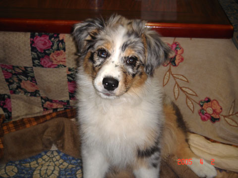 価格 Com 自慢のペット 犬 オーストラリアン シェパード メルちゃんの写真