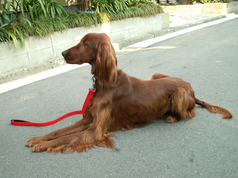 価格 Com 自慢のペット 犬 アイリッシュ セター ラッキーくんの写真