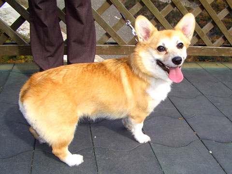 価格 Com 犬 ウェルシュ コーギー ペンブローク うちの子自慢 らんちゃんの写真
