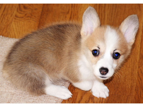 価格 Com 犬 ウェルシュ コーギー ペンブローク うちの子自慢 未里 みり ちゃんの写真