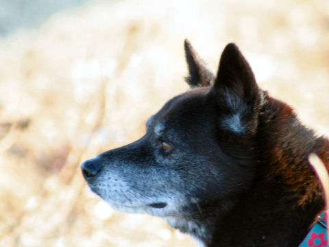 価格 Com 自慢のペット 犬 ミックス 犬 くろくんの写真