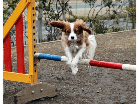 価格 Com 自慢のペット 犬 キャバリア キング チャールズ スパニエル リリーちゃんの写真