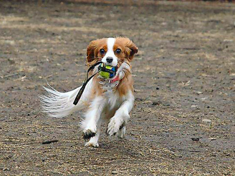 価格 Com 自慢のペット 犬 キャバリア キング チャールズ スパニエル リリーちゃんの写真