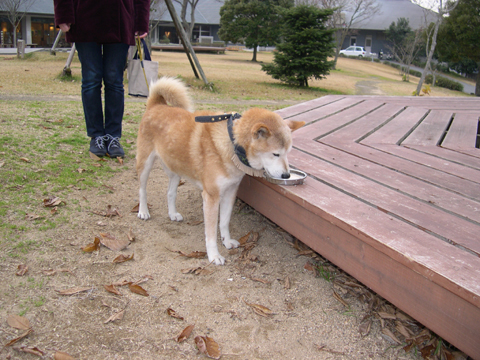 価格 Com 自慢のペット 犬 柴犬 コロくんの写真