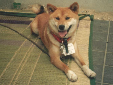 価格 Com 自慢のペット 犬 柴犬 ハナコちゃんの写真