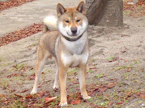 価格 Com 犬 四国 うちの子自慢 文太くんの写真