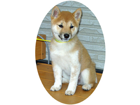 価格.com - 自慢のペット 犬 柴犬 ロクちゃんの写真