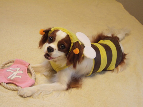 価格 Com 自慢のペット 犬 キャバリア キング チャールズ スパニエル ノンちゃんの写真