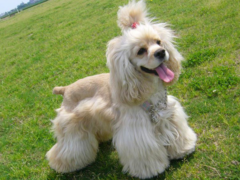 価格 Com 自慢のペット 犬 アメリカン コッカー スパニエル ポプリちゃんの写真