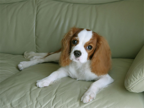 価格 Com 自慢のペット 犬 キャバリア キング チャールズ スパニエル 来夢 らいむ ちゃんの写真