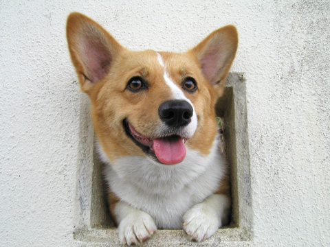 価格 Com 犬 ウェルシュ コーギー ペンブローク うちの子自慢 ももちゃんの写真