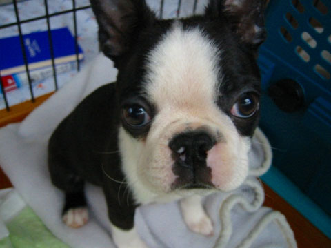 価格 Com 犬 ボストン テリア うちの子自慢 福助 ふくすけ くんの写真