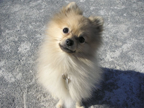価格 Com 自慢のペット 犬 ポメラニアン レオくんの写真