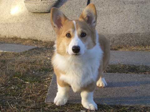 価格 Com 犬 ウェルシュ コーギー ペンブローク うちの子自慢 ラッキーくんの写真