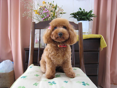 価格 Com 犬 トイ プードル うちの子自慢 チョコちゃんの写真