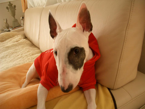 価格 Com 犬 ミニチュア ブル テリア うちの子自慢 ルーシーちゃんの写真