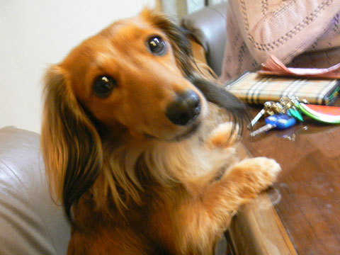 価格 Com 犬 ダックスフンド ミニチュア うちの子自慢 マロンちゃんの写真