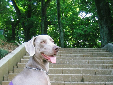 価格 Com 自慢のペット 犬 ワイマラナー 海里くんの写真