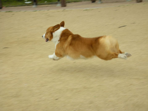 価格 Com 自慢のペット 犬 ウェルシュ コーギー ペンブローク レイくんの写真