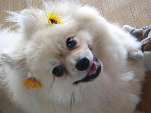 価格 Com 自慢のペット 犬 ポメラニアン 叙音くんの写真
