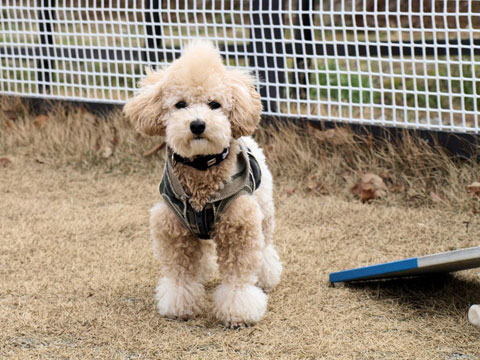 価格 Com 犬 トイ プードル うちの子自慢 Mocoちゃんの写真 価格 Com 犬 トイ プードル うちの子自慢 Mocoちゃんの写真